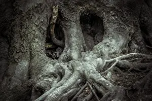 Jasmund National Park Drucke: Old beech tree (Fagus), tree face
