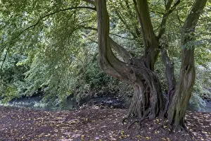 German Beech Forest Drucke: Old beech tree, Munsterland