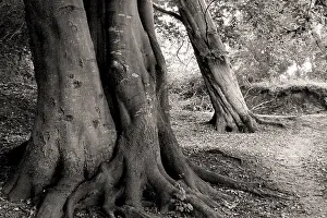 Deciduous Tree Forest Europe Drucke: Old beech trees, black and white