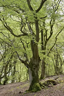 Fagus Sylvatica Germany Drucke: Old beech trees (Fagus sylvatica)