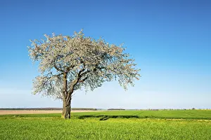 Cherry Tree In Bloom Drucke: Old blossoming cherry tree amidst green fields in spring