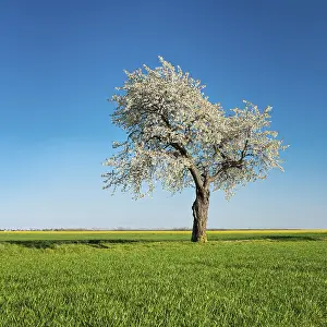Blossoming Cherry Tree Drucke: Old blossoming cherry tree on a field path through green fields under blue sky in spring