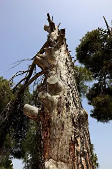 Travel Photography Crete Greece Drucke: Old broken and dead pine, infested with parasites