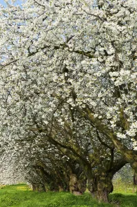 Cherry Blossom Drucke: Old cherry trees, blossoming cherry tree