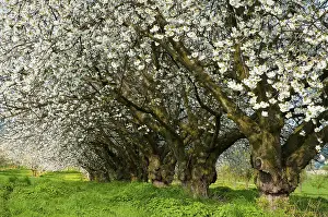 German Federal Republic Flora Drucke: Old cherry trees, blossoming cherry tree