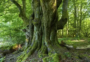 Rhon Biosphere Reserve Drucke: Old Common beech (Fagus sylvatica)