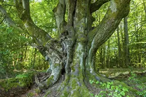 European Beech Fagus Sylvatica Drucke: Old Common beech (Fagus sylvatica)