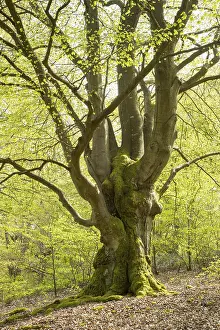 Natural Monument In Germany Drucke: Old common beech (Fagus sylvatica)