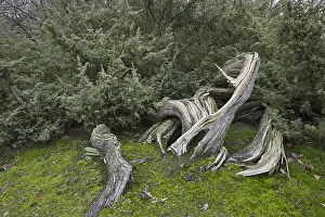 Coniferous Tree Europe Drucke: Old common juniper (Juniperus communis)