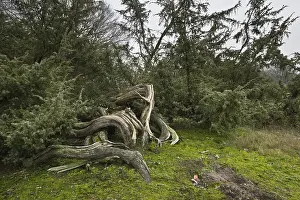 Alte Gemeine Wacholder (Juniperus communis)