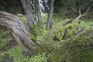 Northern Germany Trees Drucke: Old common juniper (Juniperus communis)