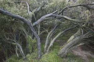 Common Juniper Germany Drucke: Old common juniper (Juniperus communis)