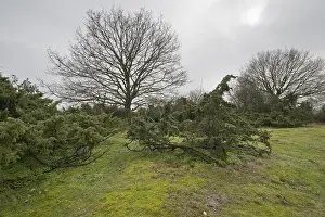 Northern Germany Trees Drucke: Old common juniper (Juniperus communis)