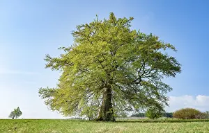 Copper Beech Drucke: Old copper beech (Fagus sylvatica)