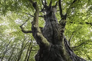 Uninhabited German Forests Drucke: Old copper beech (Fagus sylvatica)