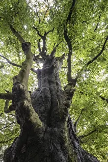 Fagus Sylvatica Germany Drucke: Old copper beech (Fagus sylvatica)