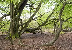 European Beech Fagus Sylvatica Drucke: Old copper beech (Fagus sylvatica)
