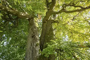 Old Copper Beech Drucke: Old copper beech (Fagus sylvatica)