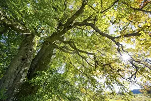 Backlight Shot Of A Tree Drucke: Old copper beech (Fagus sylvatica)