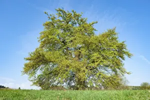 Central Europe Trees Drucke: Old copper beech (Fagus sylvatica)