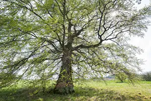 Central Europe Trees Drucke: Old copper beech (Fagus sylvatica)