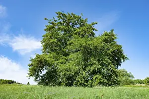 Deciduous Trees Europe Drucke: Old copper beech (Fagus sylvatica)