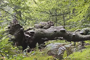 Northern German Nature Scenes Drucke: Old dead copper beech (Fagus sylvatica)