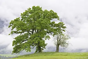 Deciduous Trees Bavaria Drucke: Old deciduous trees on a mountain meadow