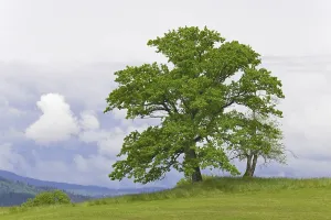 Southern Germany Alpine Pasture Drucke: Old deciduous trees on a mountain meadow
