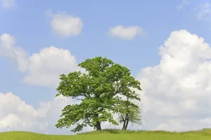 Allgau Alps Scenery Drucke: Old deciduous trees on a mountain meadow