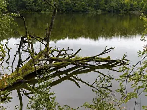 Spreewald Germany Landscape Drucke: Old fallen tree trunk in the water