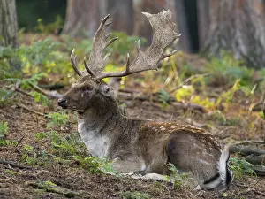 Fallow Deer In Forest Drucke: An old fallow deer resting in the forest
