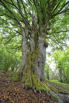 Central Europe Deciduous Forest Drucke: Old gnarled beech (Fagus sylvatica)