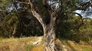 Old Olive Tree Drucke: Old gnarled olive tree, Pentati