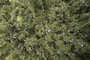 Juniperus Communis Drucke: Old juniper with common juniper (Juniperus communis)