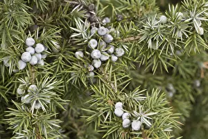Lower Saxony Trees Drucke: Old juniper with common juniper (Juniperus communis)