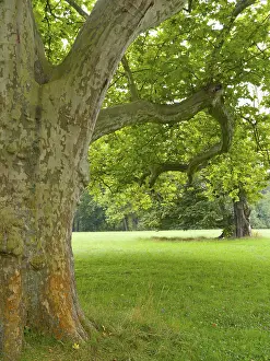 Old Deciduous Tree Europe Drucke: Old large plane tree (Platanus)