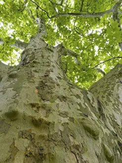 Deciduous Tree View Drucke: Old large plane tree (Platanus)