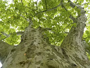 Weimar Germany Drucke: Old large plane tree (Platanus)
