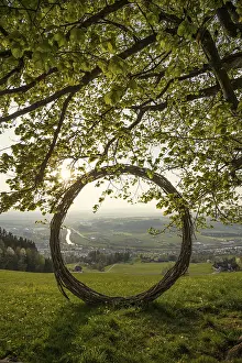 Evening Light Switzerland Drucke: Old lime tree and circle of branches