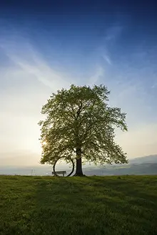 Deciduous Tree Evening Light Drucke: Old lime tree and circle of branches