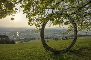 Deciduous Tree Branches Drucke: Old lime tree and circle of branches