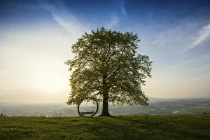 Atmospheric Light Europe Drucke: Old lime tree and circle of branches