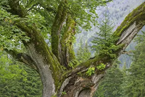 Coniferous Tree Species Drucke: Old maple tree on which a spruce is growing