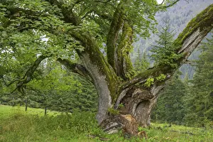 Deciduous Tree Austria Drucke: Old maple tree on which a spruce is growing