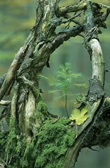 Moss Covered Tree Branches Drucke: Old mossy branches with young tree