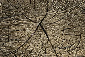 Deserted Forest Background Drucke: Old oak log surface close-up as background