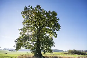 Deserted Forest Scene Germany Drucke: Old oak tree, (Quercus in backlight)