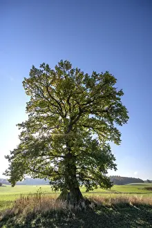Old Oak Tree Drucke: Old oak tree, (Quercus in backlight)