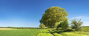 Deserted Country Lane Drucke: Old oak trees line a field path through green fields in spring